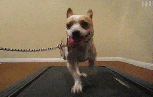 dog animated gif