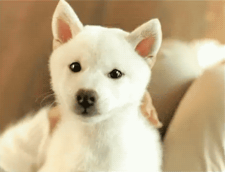 dog animated gif