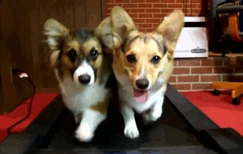 dog animated gif