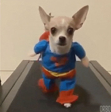 dog animated gif