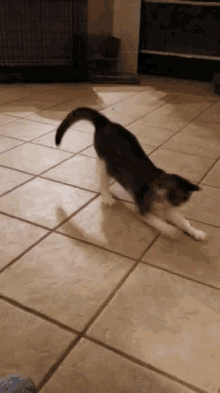dog chasing cat gifs tenor