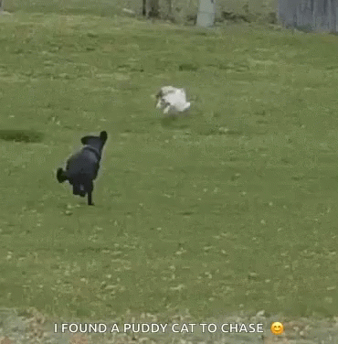 dog chasing cat gifs tenor