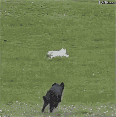 dog chasing cat gifs tenor