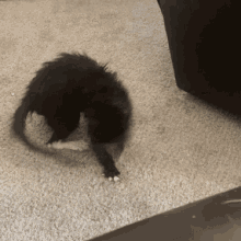 dog chasing cat gifs tenor