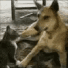 dog chasing cat gifs tenor
