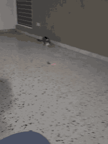dog chasing cat gifs tenor