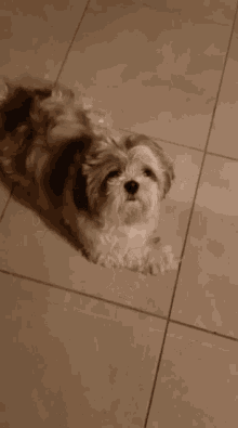 dog chasing tail gifs tenor