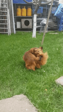Animated dog chasing tail images & Animations 100% FREE!