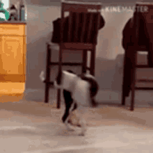 dog chasing tail gifs tenor