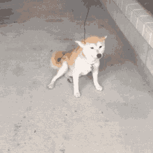 Animated dog chasing tail images & Animations 100% FREE!