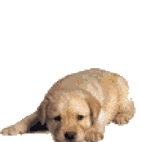 dog gif image for whatsapp and facebook gif images