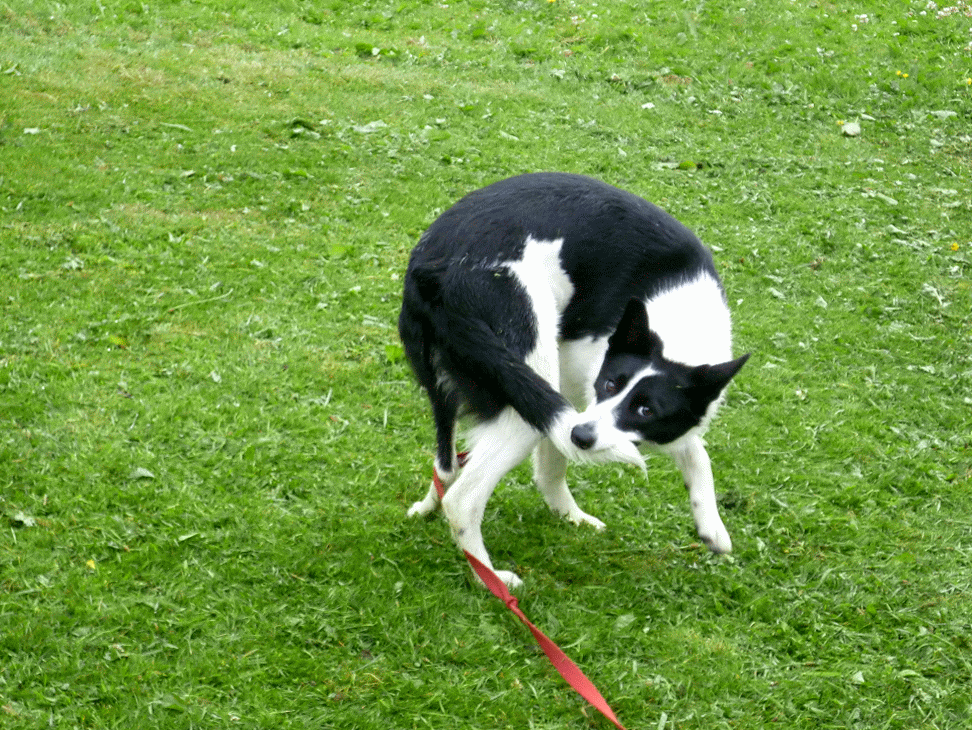 Animated dog chasing tail images & Animations 100% FREE!