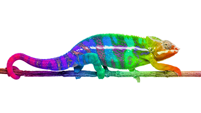 drunken chameleon shadron