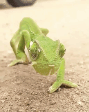 espio the chameleon gifs find share on giphy