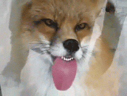 file under wtf miley cyrus tongue thing has