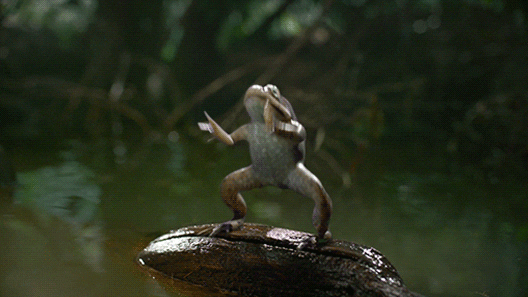 funny dancing frog gif lucu sekali ayo ketawa
