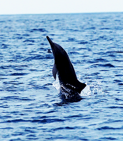 gif animals jump ocean animated gif on gifer