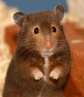 gif world animated gifs and glitter gifs mouse saying hi