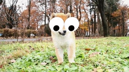 googlyify a tool for adding animated googly eyes to gifs