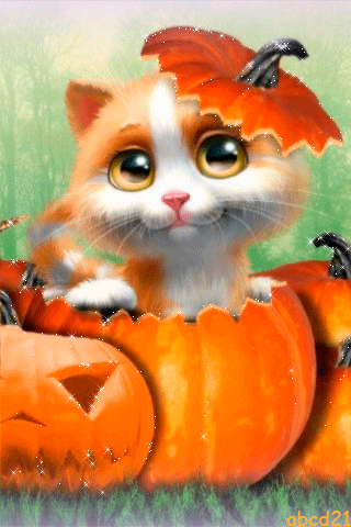 halloween cat pumpkin halloween happy halloween jack o