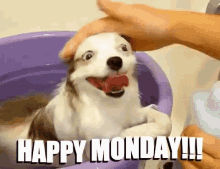 happy monday gifs tenor