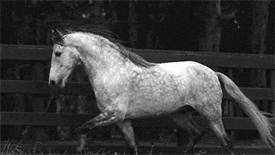 horse animated gif