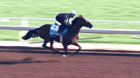 horse racing american pharoah gif on gifer by bearn