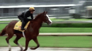 horse racing animated gif