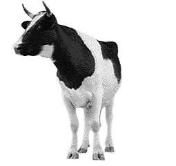 horses cows animated gifs