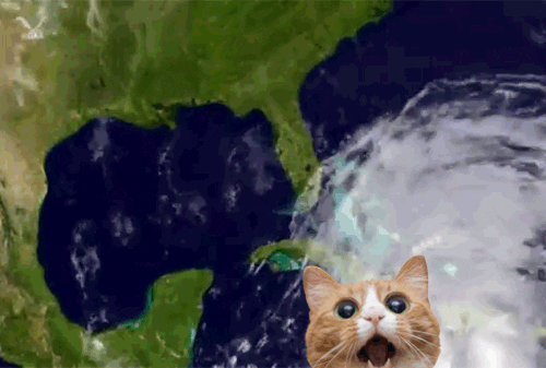 hurricane gifs find share on giphy