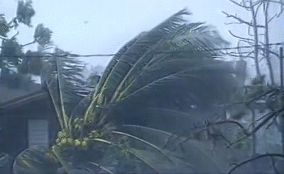 hurricane matthew no mutants allowed