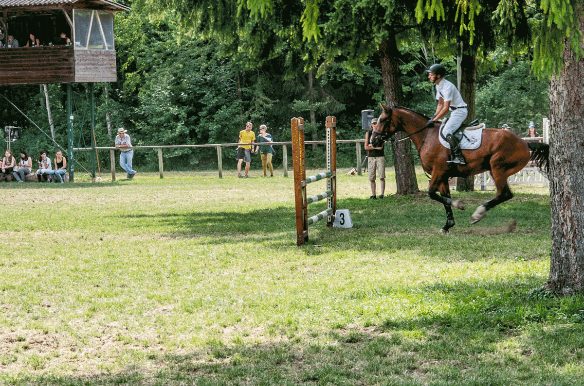 jumping horse wikipedia