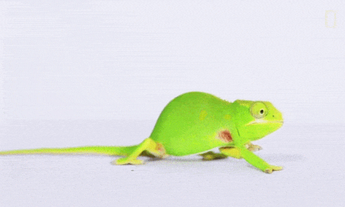 just some awesome footage of chameleons doing their thing
