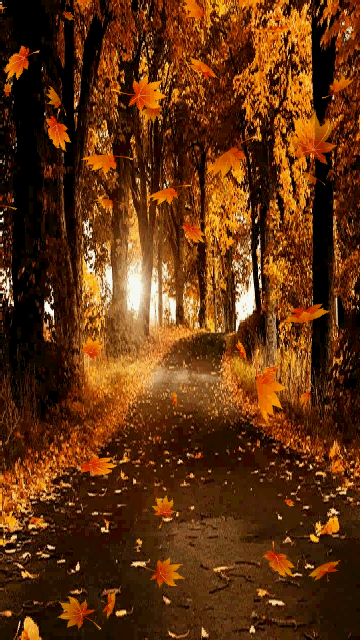 leaves falling on path trees animated autumn leaves fall