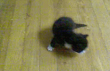 loading cat gif page