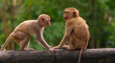 monkey animated gif