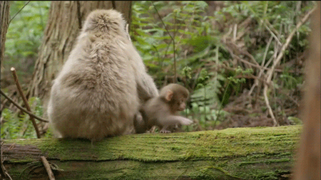 monkey animated gif