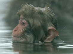 monkey wash gifs amazing creatures