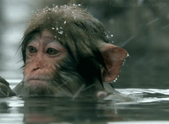 monkey wash gifs amazing creatures