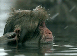 monkey wash gifs amazing creatures
