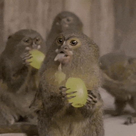 monkeys eating grapes gifs find share on giphy