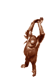 monkeys funny animated gifs cliparts photos images