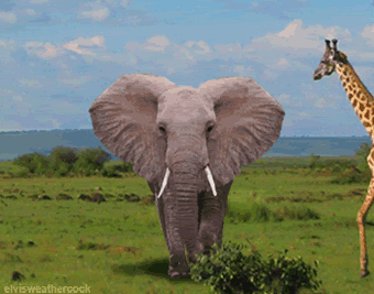 more amazing animated pictures by elvis weathercock in