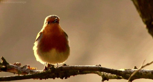 morning animated gif