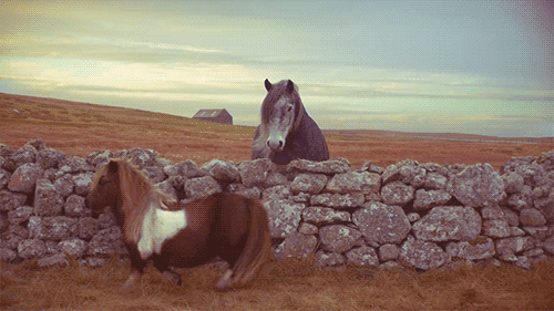 new trending gif tagged dancing horse commercial pony