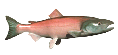 ocean fish animated gifs underwater amazing pictures