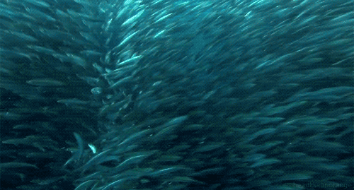 ocean fish animated gifs underwater amazing pictures
