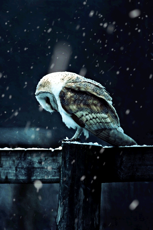 owl in snow gif