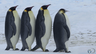 penguin gif find share on giphy