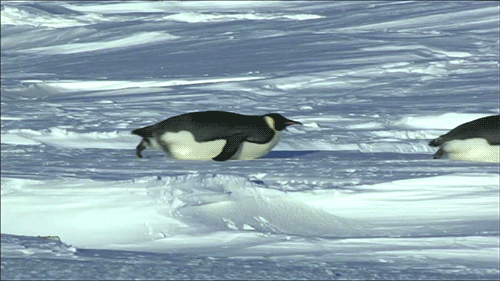 penguin to join google s core algorithm what you need to